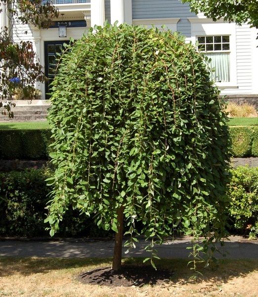 Salix caprea 'Pendula'